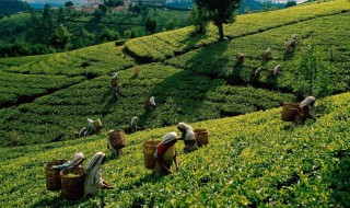 哪些地方盛产茶叶（哪些地方盛产茶叶呢）