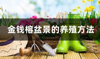 金钱榕盆景的养殖方法（金钱榕树盆景怎么养）
