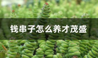 钱串子怎么养才茂盛（钱串子盆栽怎么养）