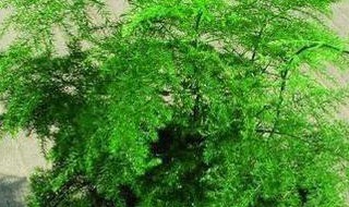 文竹新芽太长怎么办 文竹新芽太长怎么办视频