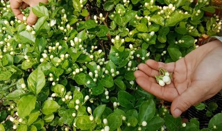 茉莉花施什么肥（茉莉花施什么肥料?）
