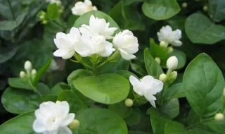 茉莉花不长叶子怎么回事 茉莉花叶子长不开