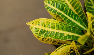 七彩变色龙花怎么养 七彩变色龙花怎么养活
