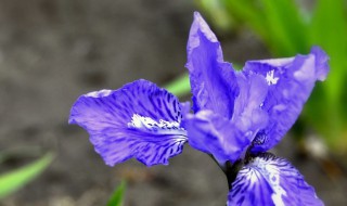 兰花花谢了以后该怎么办（过年兰花谢了怎么养）