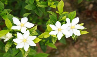 栀子花黄叶掉花苞是什么原因（栀子花黄叶掉花苞是什么原因引起的）