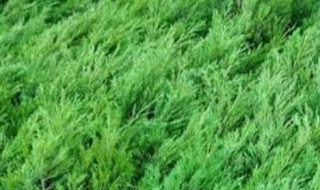 墓地绿化树苗有哪几种 墓地绿化树苗有哪几种图片