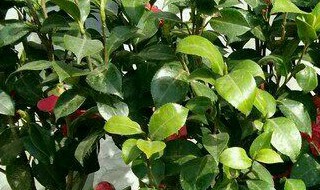 茶花树枯死的补救办法（茶花树落叶怎么补救）