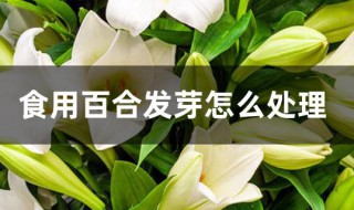 食用百合发芽怎么处理（食用百合发芽怎么处理最好）