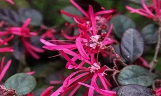 红花继木枯萎的原因是啥（红花继木为什么枯叶后再枯枝）