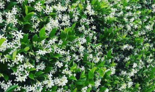 风车茉莉驱蚊虫吗? 风车茉莉能驱蚊子吗