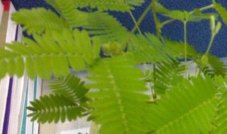 有特异功能的植物（有特异功能的植物或动物）