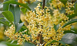 桂花种子怎样育苗（桂花种子怎样育苗会不会变种）