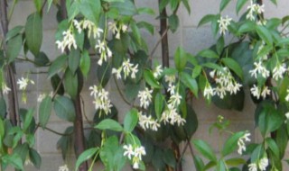 银丝茉莉爬藤植物怎么养（银丝茉莉爬藤植物怎么养长的茂盛）