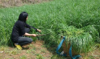 草籽种子怎么种植（草籽种子怎么种植视频）