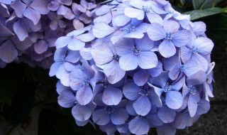 绣球花可以摆放在客厅吗（客厅放绣球花好吗）