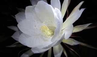 昙花抽杆子是剪掉还是留着（昙花抽杆子是剪掉还是留着好）