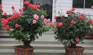 树桩月季怎么嫁接种植 树桩月季怎么嫁接种植月季无根嫁接砧木多长