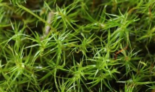 苔藓植物有没有根茎叶的分化（苔藓有根茎叶的分化吗?）