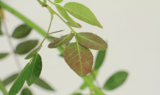 红木香养殖方法和注意事项（红木香种植注意事项）
