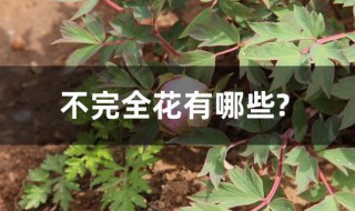 不完全花有哪些?（不完全花有哪些类型）