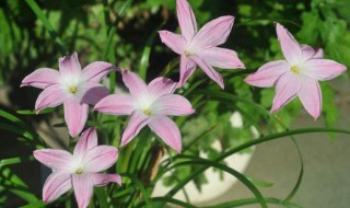 风雨兰发芽后多久开花（风雨兰长多久开花）