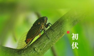 2021年入伏和出伏时间是什么（2021年入伏时间和出伏时间）