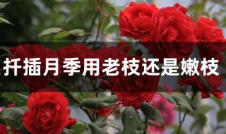 扦插月季用老枝还是嫩枝 月季扦插老枝好还是嫩枝好