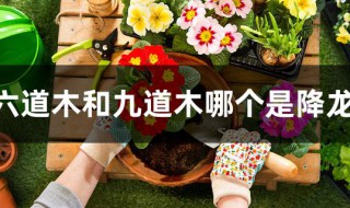 六道木和九道木哪个是降龙木（九道木是降龙木吗）