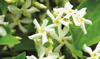 风车茉莉有毒吗?可以家养吗（风车茉莉可以在家里养吗）