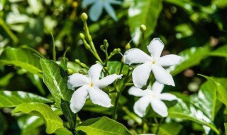 风车茉莉的叶子一碰就掉（风车茉莉叶子干枯了）