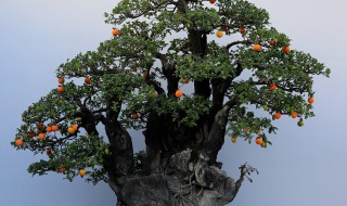 金弹子阴芽生桩怎么栽（金弹子阴芽生桩栽多深）