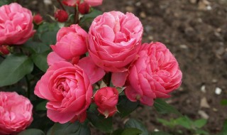 粉色达芬奇月季能长多高（粉色达芬奇月季怎么修剪）