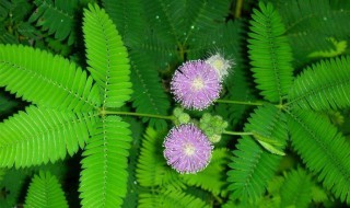 含羞草害羞原因（含羞草害羞原因是什么）