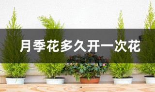 月季花多久开一次花（月季花什么时候开一次）