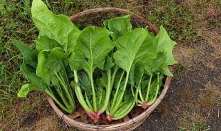 没有榨汁机怎么做菠菜汁窍门 没有榨汁机 菠菜怎么能弄成汁