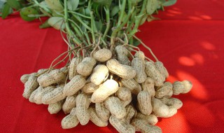 大量花生去壳小窍门 如何快速花生去壳