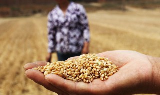 如何保障我国粮食安全 如何保障我国粮食安全地理