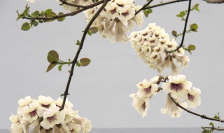 清明时节开什么花 清明时节开什么花生
