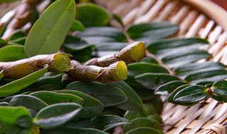 干铁皮石斛花怎么存放（干铁皮石斛花怎么存放最好）