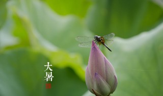 大暑养生的禁忌有什么（大暑养生的禁忌有什么呢）