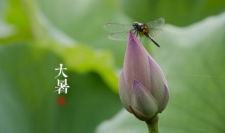 大暑是什么时间 大暑是什么时间?几点几分