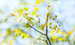 小暑天下雨好还是不好（小暑下雨好还是晴天好）