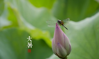 节气大暑一共多少天（节气大暑一共多少天了）