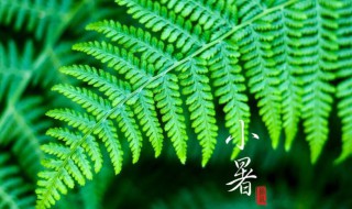 小暑大暑哪个热（小暑热还是大暑）