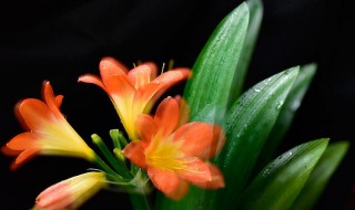 君子兰侧芽怎么分株? 君子兰发侧芽怎么移栽