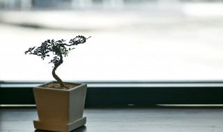 花土里有白蚁怎么办?（花园土壤有白蚁怎么办）