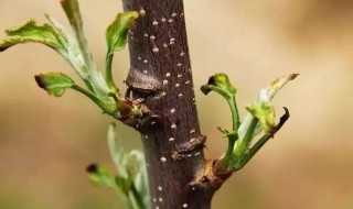 苹果树怎么修剪枝条? 苹果树怎么修剪枝条视频