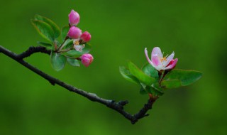 海棠开花后怎么处理?（海棠开花后怎么处理掉）