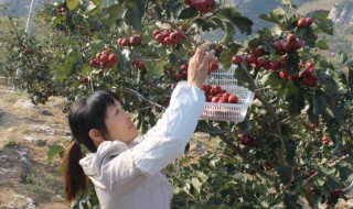 红果树怎么种植?（红果树的种植方法）