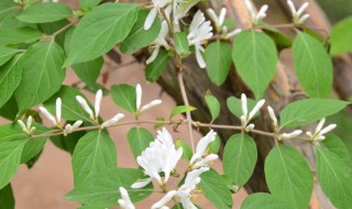 金银花枯黄落叶了怎么办?（金银花叶子黄脱落怎么办）
